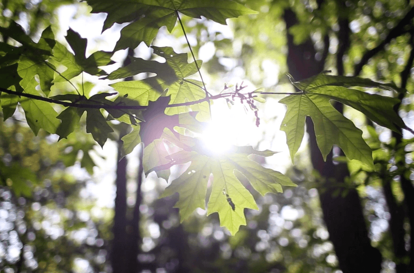 Transforming a Future